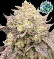 Kush Mints