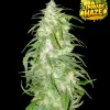 Lemonade Haze