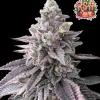 RS11 (Rainbow Sherbet)