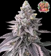 RS11 (Rainbow Sherbet)