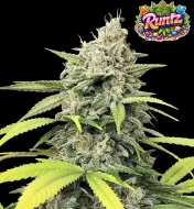 Runtz