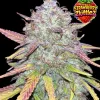 Strawberry Zkittlez Auto