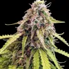 Gorilla G. Auto