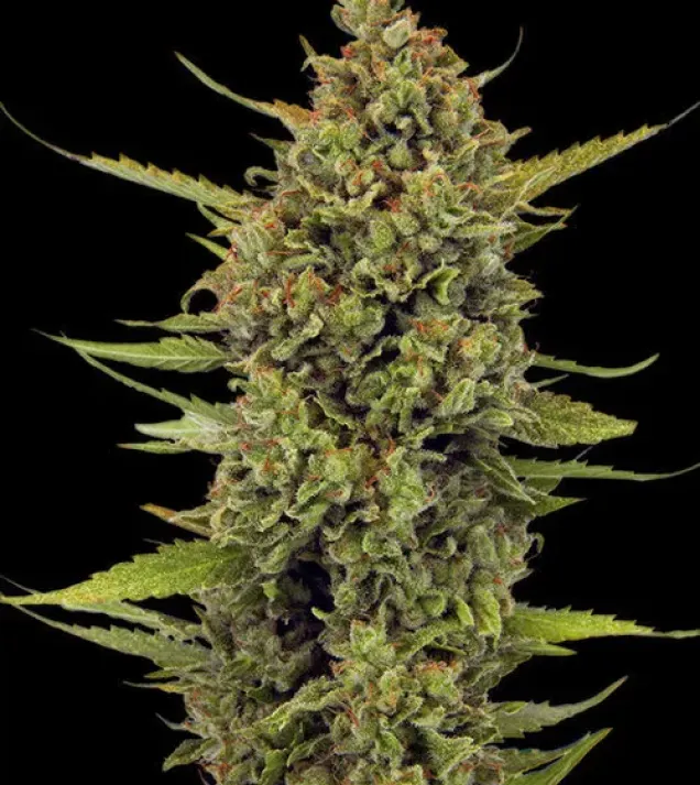 Acapulco Gold Regular