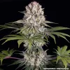 Amnesia Haze