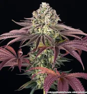 GrandDaddy Purple