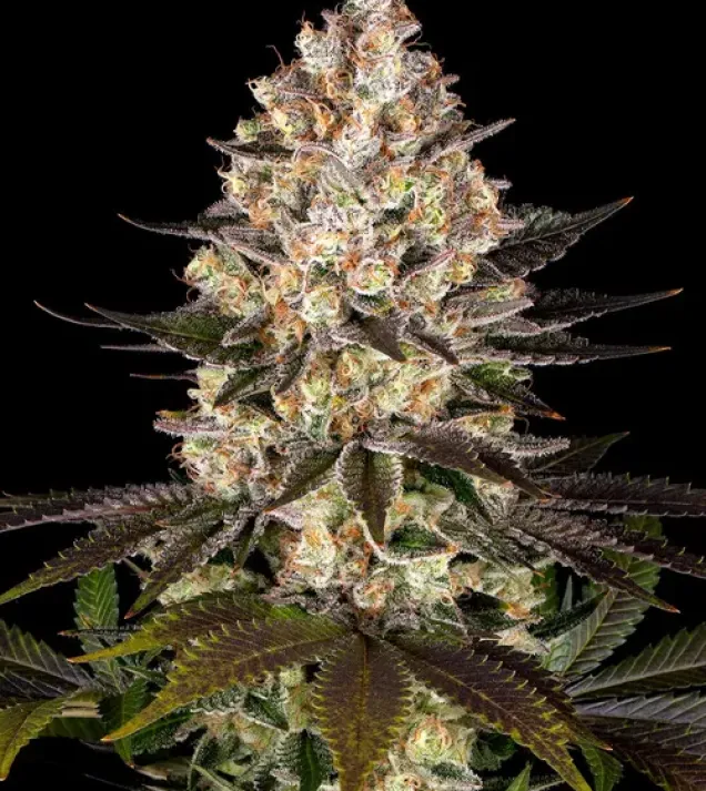Hindu Kush