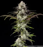 London Pound Cake F1