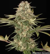 Master Kush Regular