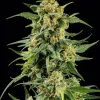 Skunk 1