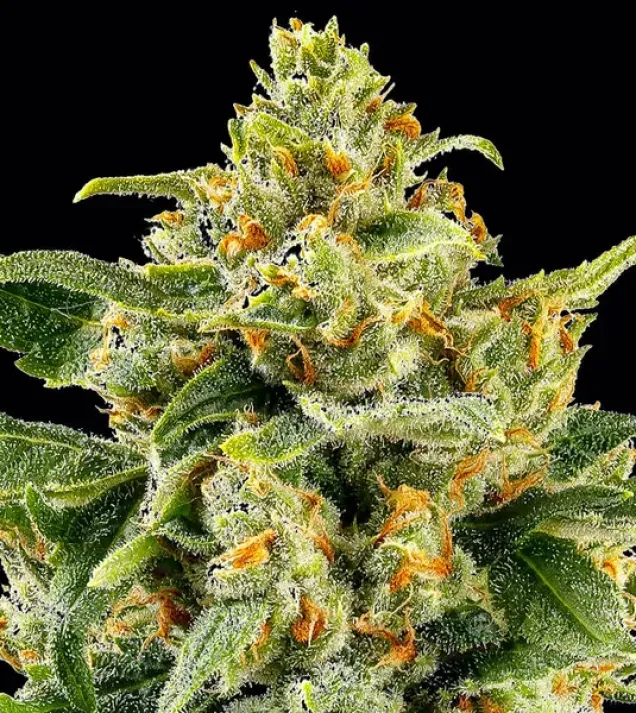 Skunk 1 Regular
