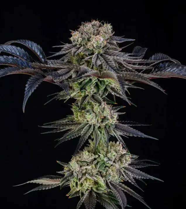 Julian Marley Special