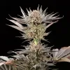 Lemon Tree 2.0
