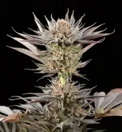 Lemon Tree 2.0