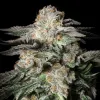 Mint Candy