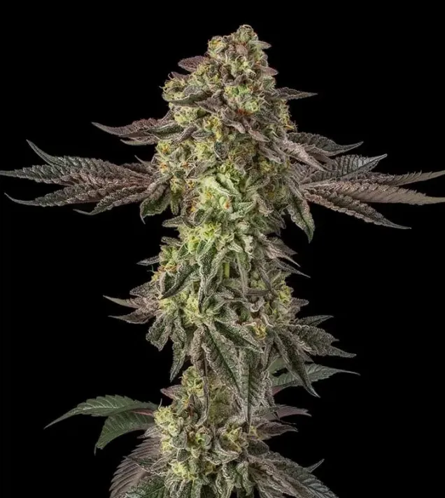 Sugar Rock