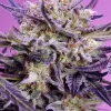 Pink Guava F1 Fast Version
