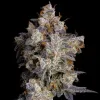 Cherry Zelato