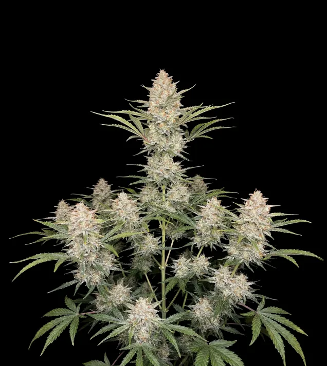 Big Bud Auto