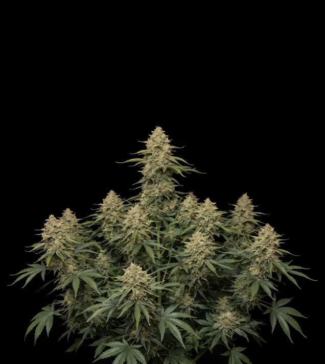 Big Bud