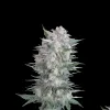 Black Domina Fast