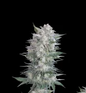 Black Domina Fast