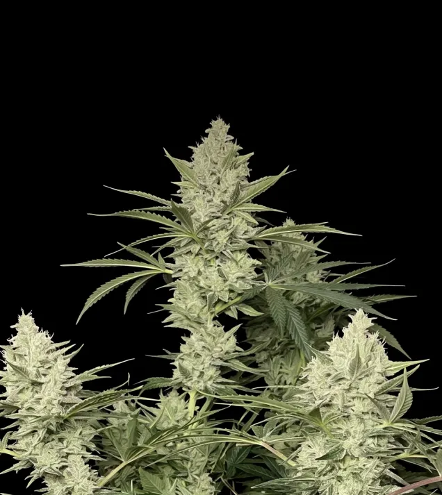 Blue Haze