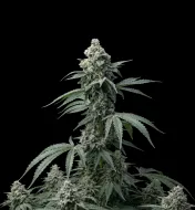 Bruce Banner Regular