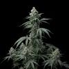Bruce Banner Regular