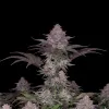 Bubblegum Regular