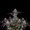 Bubblegum Regular