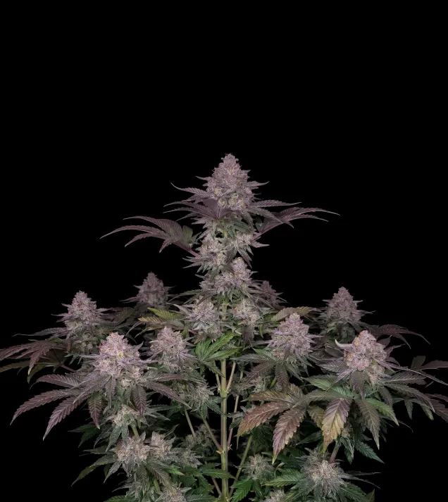 Bubblegum Regular