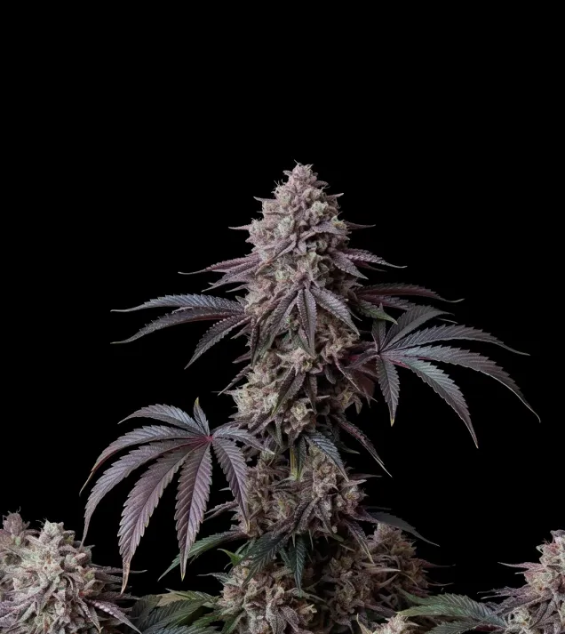 Candyland