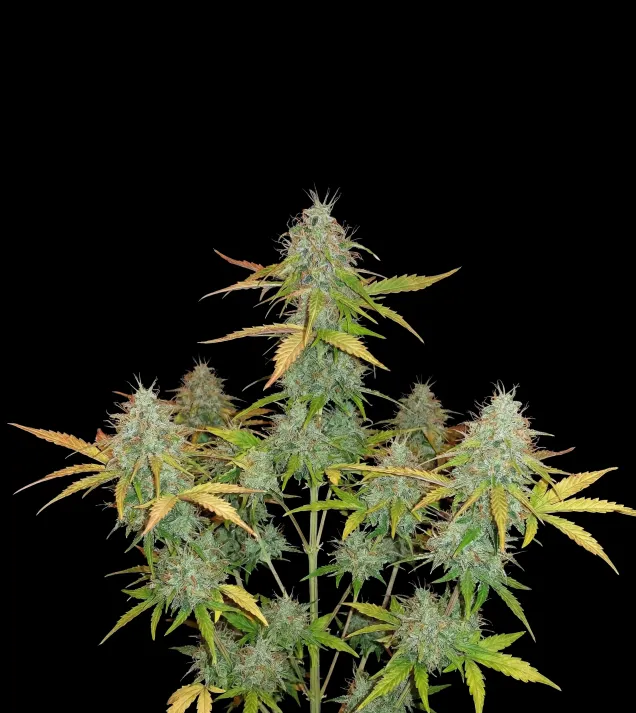 Chemdog Auto