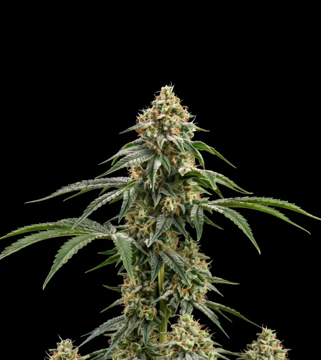 Chemdog Fast