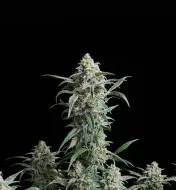 Cherry Pie Auto