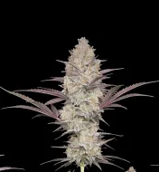 Chocolope Fast