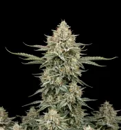 Cinderella 99 Auto