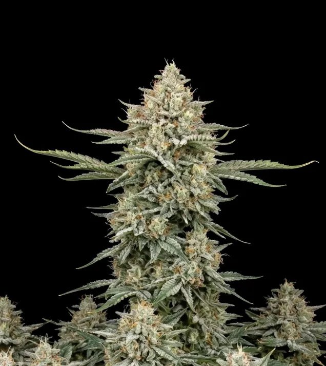 Cinderella 99 Auto