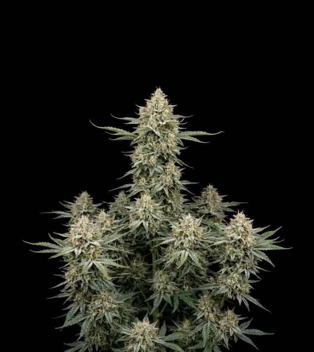 Cinderella 99 Auto