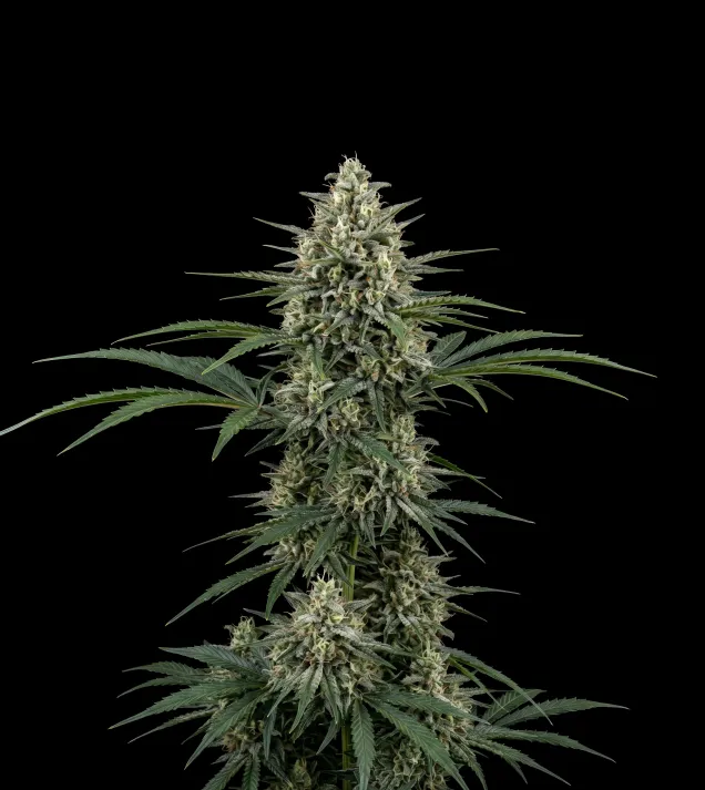 Exodus Cheese