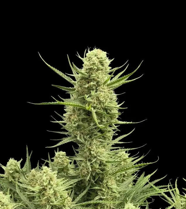Gelato Auto