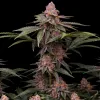 Girl Scout Cookies Regular