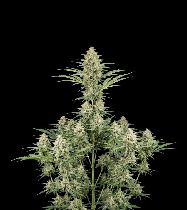 Green Crack Fast