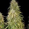 Lemon Kush F1