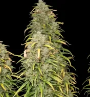 Lemon Kush F1