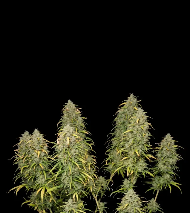 Lemon Kush F1