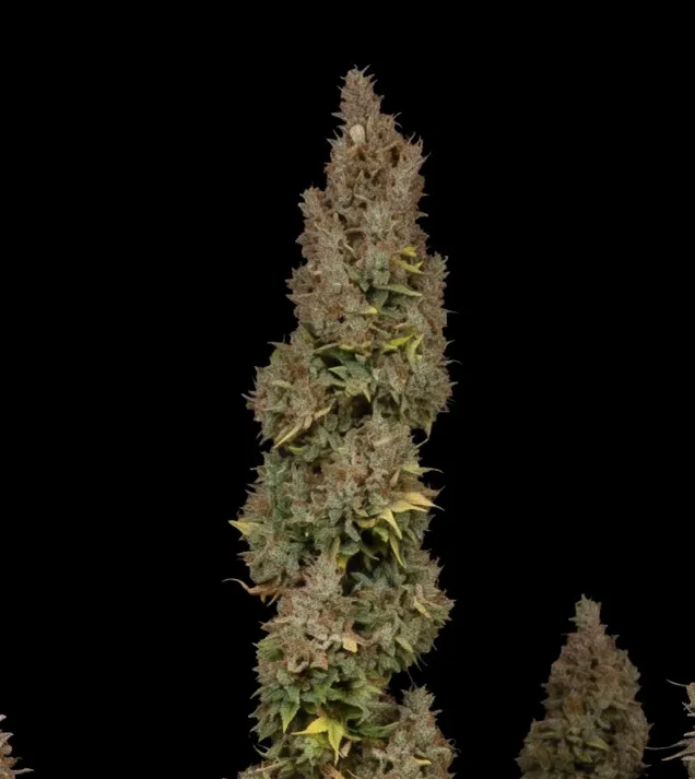 Mango Kush