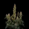 Mango Kush