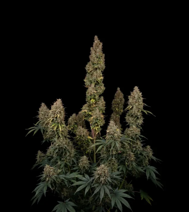 Mango Kush